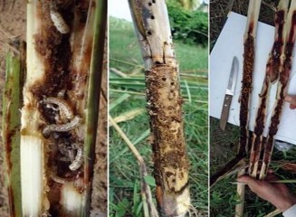 Hình 4 6 Sự gây hại của sâu đục thân 4 vạch đầu nâu 1 2 Thành phần côn 1