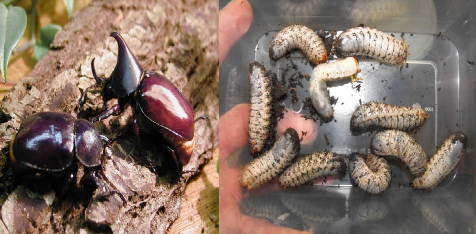 Hình 4 8 Thành trùng và ấu trùng kiến vương 2 sừng Tập quán sinh sống và cách 2