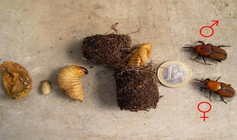 Hình 4 10 Các giai đoạn trong vòng đời của đuông dừa Tập quán sinh sống và 3