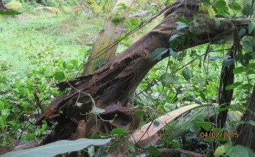 Hình 4 11 Cây dừa bị đuông gây hại c Bọ cánh cứng ăn lá dừa Bronstispa 4