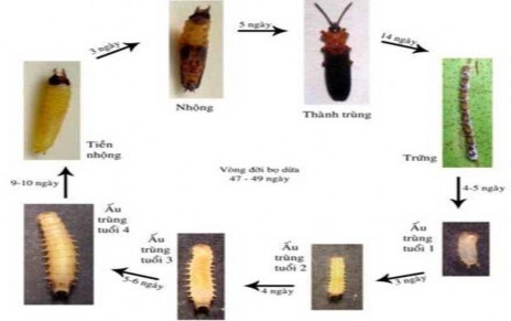 Hình 4 12 Vòng đời của bọ dừa Tập quán sinh sống và vòng đời Trứng được 5