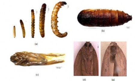 Hình 4 13 Ấu trùng nhộng và thành trùng của sâu đục bông Tập quán sinh sống 1