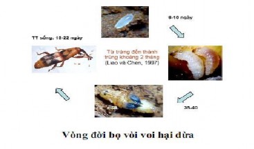 Hình 4 14 Các giai đoạn trong vòng đời bọ vòi voi hại dừa Triệu chứng gây 2