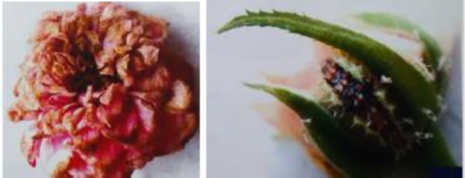 Hình 5 1 Triệu chứng gây hại của rầy mềm trên hoa và nụ hoa Thiên địch Gồm 3