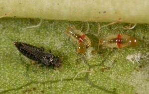 Hình 5 2 Thành trùng và ấu trùng bọ trĩ sọc đỏ Đặc điểm sinh học Trứng 4