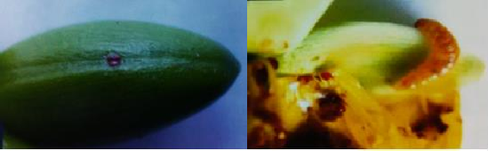 Hình 5 5 Vị trí đẻ trứng và triệu chứng gây hại của sâu ăn nhuỵ Thiên 1