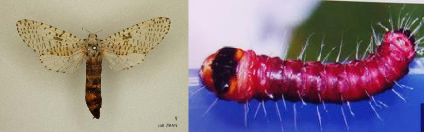 Hình 5 6 Thành trùng và ấu trùng sâu đục thân Zeuzera coffeae Neitner Đặc điểm 2