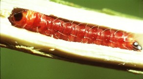 Hình 5 7 Ấu trùng bên trong đường đục Thiên địch Ấu trùng bị ký sinh bởi 3