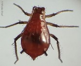 Hình 5 9 Rầy mềm đen Đặc điểm sinh học Ấu trùng có 5 tuổi trong điều kiện 4