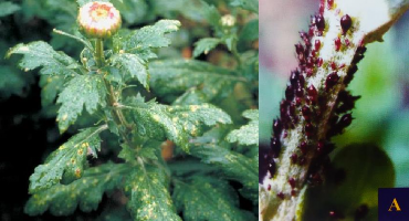 Hình 5 10 Sự gây hại của rầy mềm đen Thiên địch gồm các loài bọ rùa 5