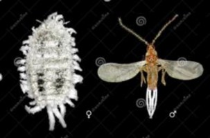 Hình 5 11 Rệp sáp Phenacoccus solenopsis Tinsley Sự gây hại Rệp chích hút đọt non 6