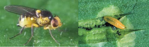 Hình 5 11 Thành trùng và ấu trùng ruồi đục lá Đặc điểm sinh học Nhộng vũ 7