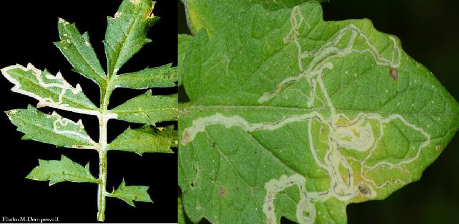 Hình 5 12 Triệu chứng gây hại của ruồi đục lá Thiên địch Thành phần thiên 1