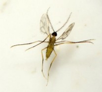 Hình 5 14 Thành trùng muỗi đục hoa Muỗi cái đẻ trứng vào đầu các nụ hoa 2