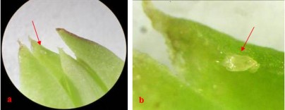 Hình 5 15 Vị trí đẻ trứng và ổ trứng của muỗi đục hoa Ấu trùng mới nở 3