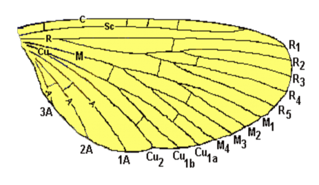 Hình 2 21 Sơ đồ sự phân bố cơ bản của gân cánh trên cánh John Myer Tên gọi 3