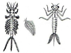 Hình 4 5 Mang sinh học của côn trùng Mang của ấu trùng chuồn chuồn khác hơn của 1