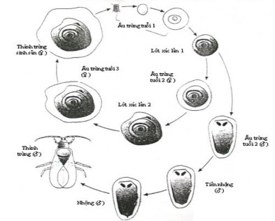 Hymenoptera Hình 5 6 Biến thái trung gian Rệp dính Aonidiella aurantii Diaspididae Homoptera 1