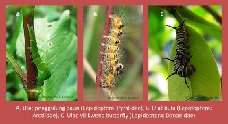 Hình 5 7 Ấu trùng bộ Cánh vảy Dạng chân chạy Campodeiform cơ thể dài phẳng râu 2