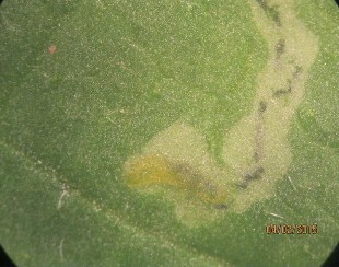 Hình 5 12 Một số triệu chứng gây hại của côn trùng 10