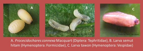 Hình 5 8 Ấu trùng dạng dòi Ở côn trùng thuộc nhóm biến thái hoàn toàn này 2