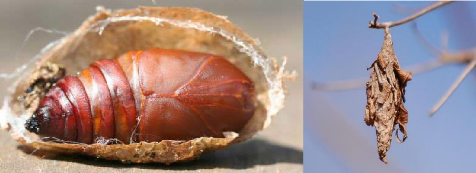 Hình 5 9 Các dạng nhộng màng Nhộng trần Exarate giống như nhộng màng nhưng 3