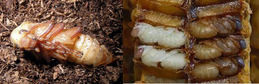 Hình 5 10 Dạng nhộng trần Nhộng bọc Coarctate được bao bọc trong một lớp vỏ 4