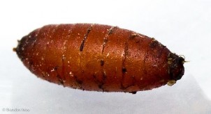 Hình 4 13 Dạng nhộng bọc 3 Sự lột xác và sinh trưởng Vỏ da bao bọc cơ thể 5