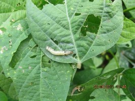 Hình 5 12 Một số triệu chứng gây hại của côn trùng 6