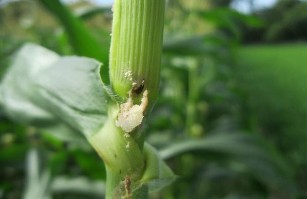 Hình 5 12 Một số triệu chứng gây hại của côn trùng 7