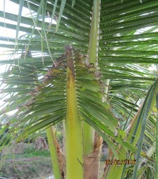 Hình 5 12 Một số triệu chứng gây hại của côn trùng 8