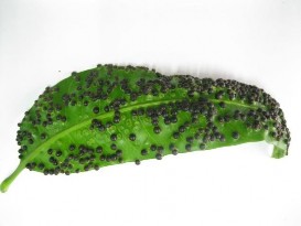 Hình 5 12 Một số triệu chứng gây hại của côn trùng 9