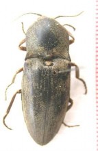 Hình 6 Họ bổ củi Elatteridae Hình 7 Họ bổ củi giả Buprestidae Hình 8 Họ xén 13