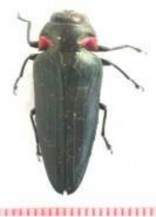 Hình 7 Họ bổ củi giả Buprestidae Hình 8 Họ xén tóc Cerambycidae 14