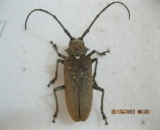 Hình 8 Họ xén tóc Cerambycidae 15