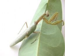 Hình 5 Họ bọ ngựa Mantidae Hình 6 Họ sạt sành Tettigoniidae Hình 7 Họ bọ que 5