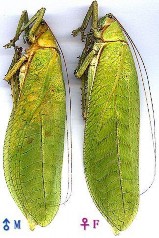 Hình 6 Họ sạt sành Tettigoniidae Hình 7 Họ bọ que Phasmidae Hình 8 Họ cào cào 6