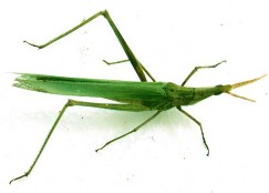 Hình 8 Họ cào cào Acrididae BỘ CÁNH CỨNG COLEOPTERA Hình 1 Họ chân chạy Carabaeidae 8