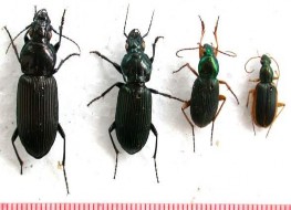 Hình 1 Họ chân chạy Carabaeidae Hình 2 Họ Vằn hổ Cicindellidae Hình 3 Họ cánh 9