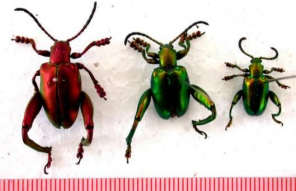 Hình 9 Họ mọt đậu Bruchidae Hình 10 Họ bóng tối Tenebrionidae Hình 11 Họ mọt 1