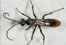 Hình 2 Họ ong nhện Pompilidae Hình 3 Họ tò vò Sphecidae Hình 4 Họ ong mật Apidae 10