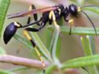 Hình 3 Họ tò vò Sphecidae Hình 4 Họ ong mật Apidae Hình 5 Họ kiến Formicidae Hình 6 11