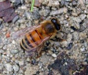 Hình 4 Họ ong mật Apidae Hình 5 Họ kiến Formicidae Hình 6 Họ ong cự Braconidae Hình 12