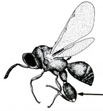 Hình 8 Họ ong nhỏ Chalcidae Hình 9 Họ ong mắt đỏ Trichogrammatidae Hình 10 Họ ong 16