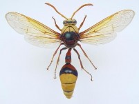 Hình 9 Họ ong mắt đỏ Trichogrammatidae Hình 10 Họ ong ăn lá Tentredinidae BỘ CÁNH 17