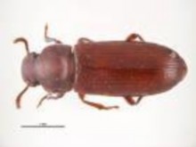 Hình 10 Họ bóng tối Tenebrionidae Hình 11 Họ mọt gỗ ngắn Scolytidae Hình 12 Họ 2