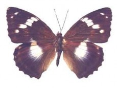 Hình 4 Họ bướm hoa Nymphalidae Hình 5 Họ bướm phấn Pieridae Hình 6 Họ bướm xám 22