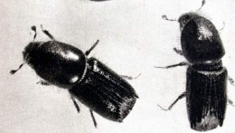 Hình 11 Họ mọt gỗ ngắn Scolytidae Hình 12 Họ vòi voi Curculionidae Hình 13 Họ bọ 3