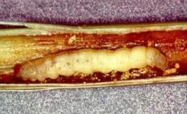 Hình 12 Ấu trùng Pyralidae Hình 13 Họ ngài sâu đo Geometridae Hình 14 Ấu trùng 30