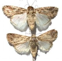 Hình 15 Họ ngài nhộng vòi Sphingidae Hình 16 Ấu trùng Sphingidae Hình 17 Họ ngài 33